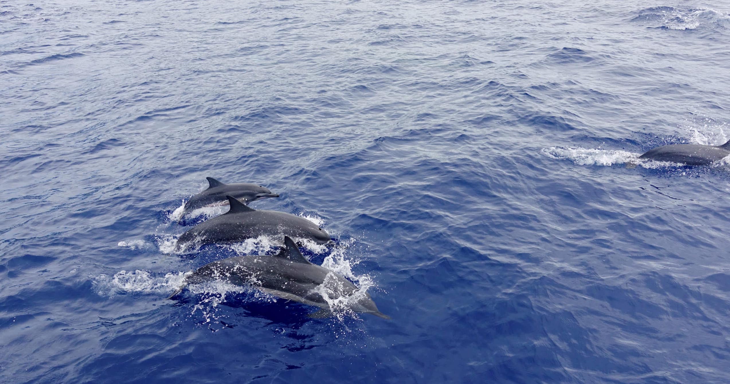 Dolphins off Maui