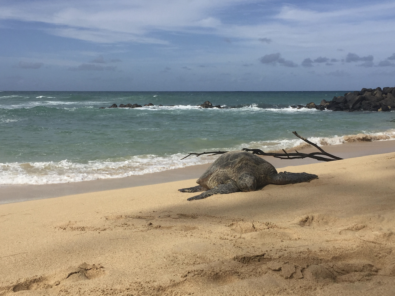 Green Sea Turtle Sunbathing on Maui